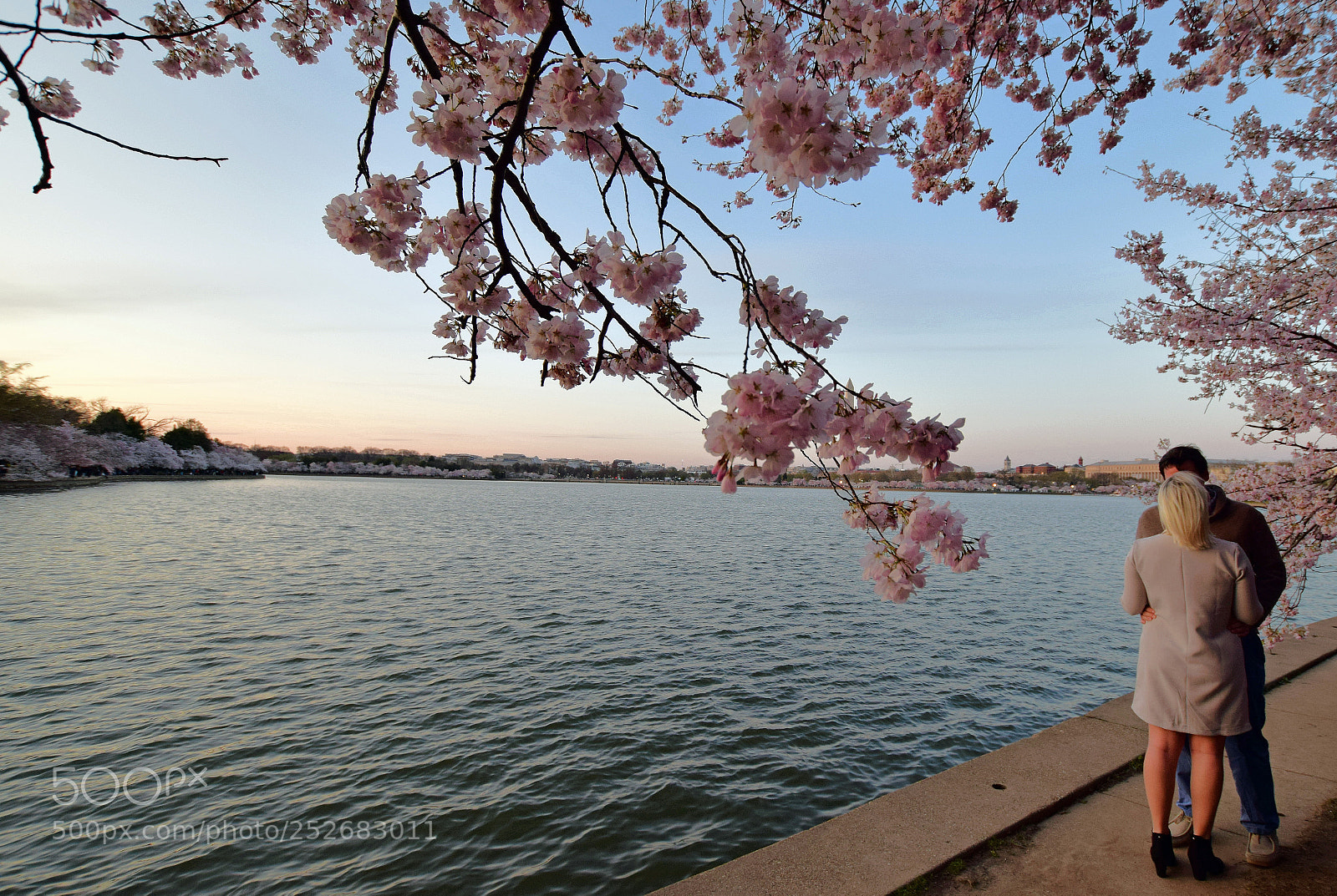 Nikon D5300 sample photo. Blossom couple photography