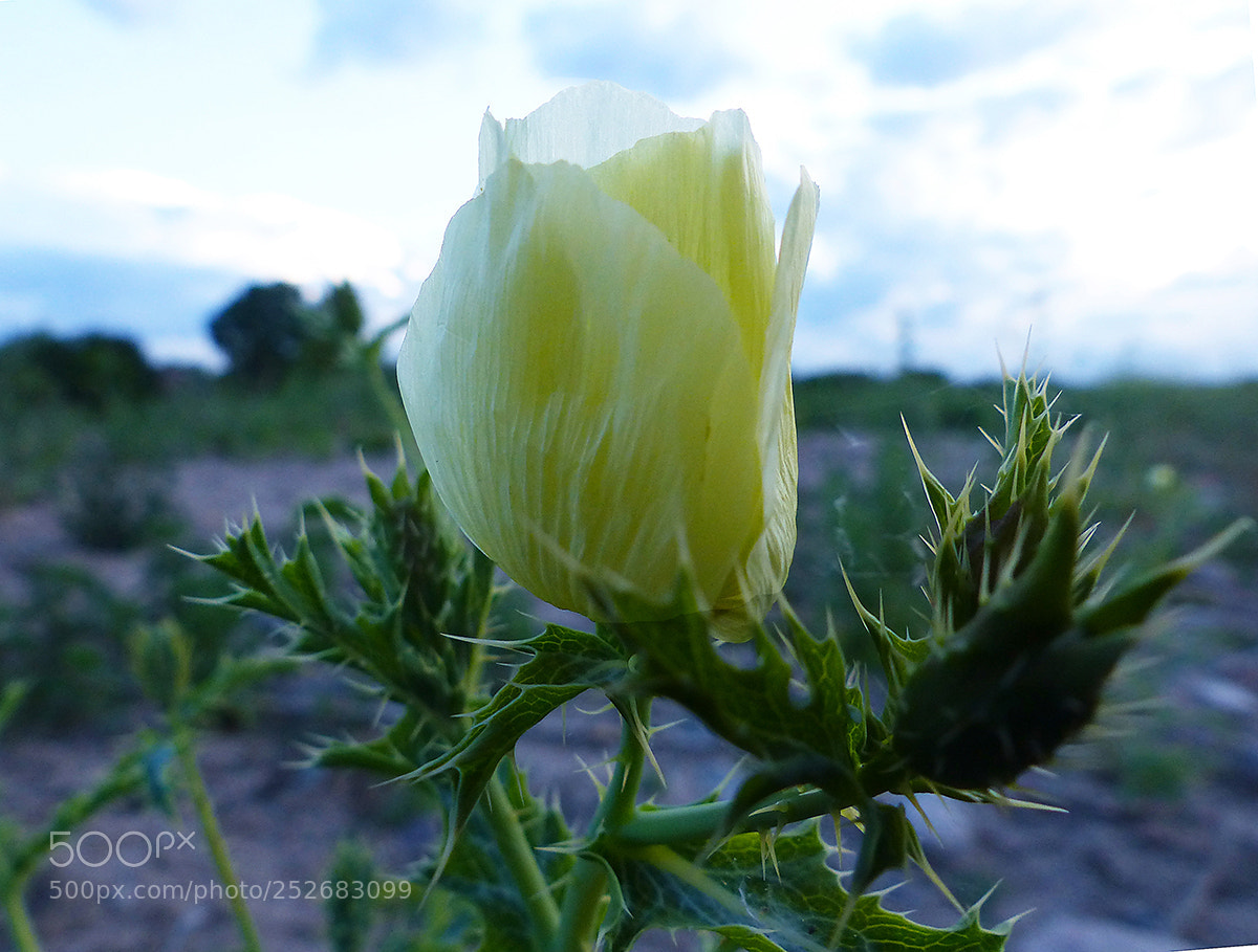 Panasonic Lumix DMC-FZ200 sample photo. ..... photography