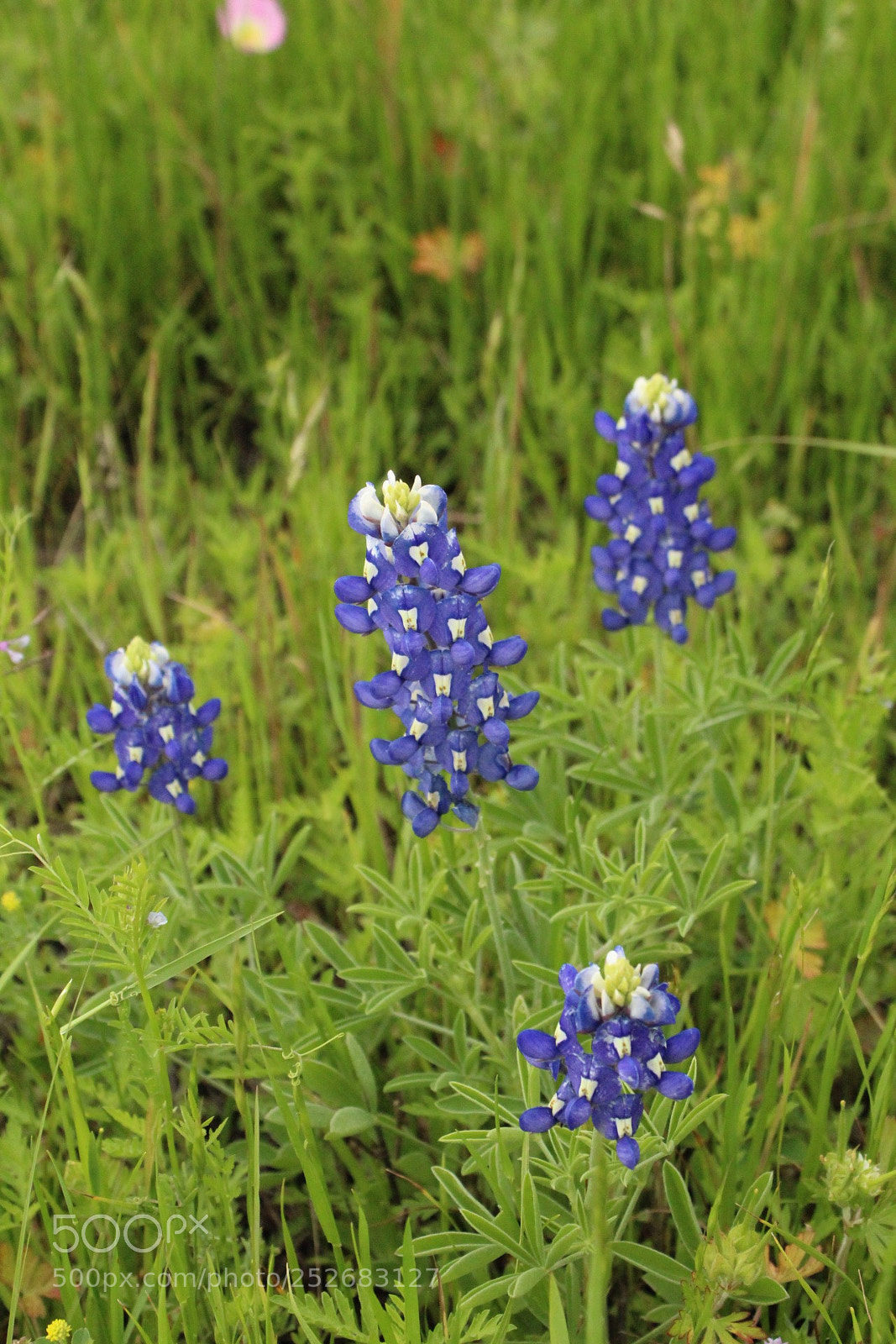Canon EOS 1300D (EOS Rebel T6 / EOS Kiss X80) sample photo. Texas blue bonnet photography