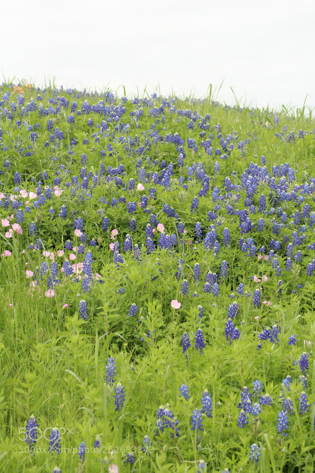 Canon EOS 1300D (EOS Rebel T6 / EOS Kiss X80) sample photo. Roadside texas blue bonnets photography