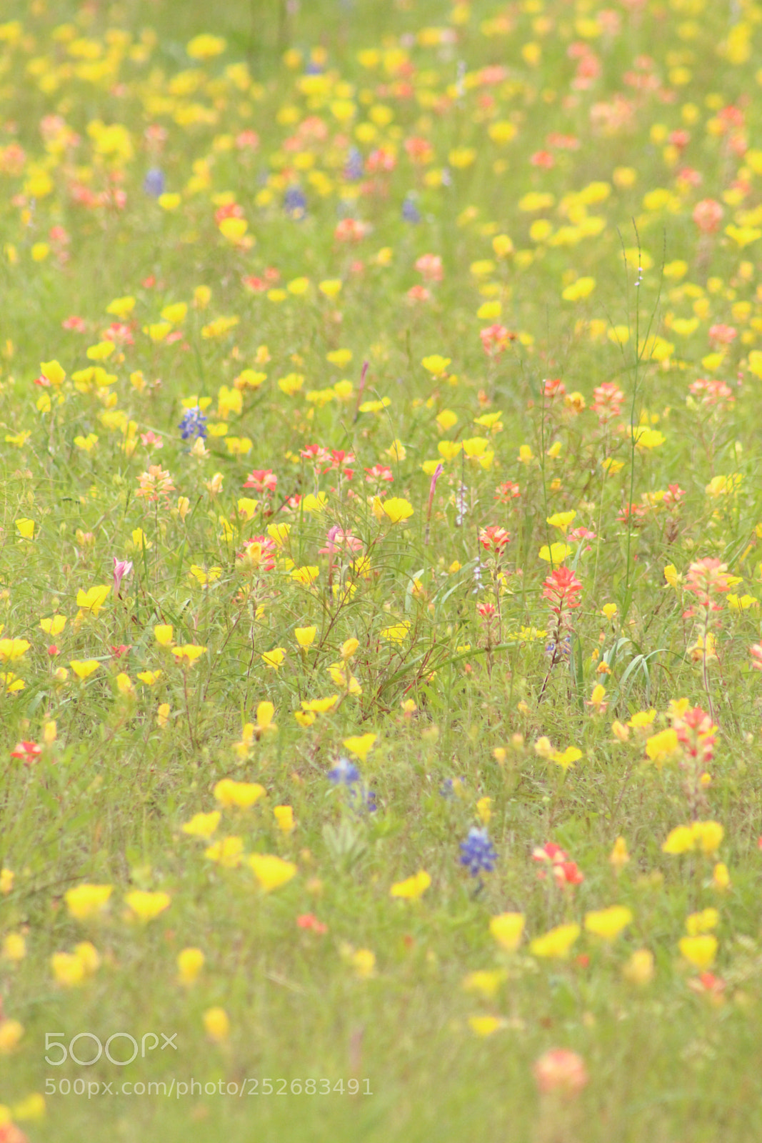 Canon EOS 1300D (EOS Rebel T6 / EOS Kiss X80) sample photo. Wildflowers photography