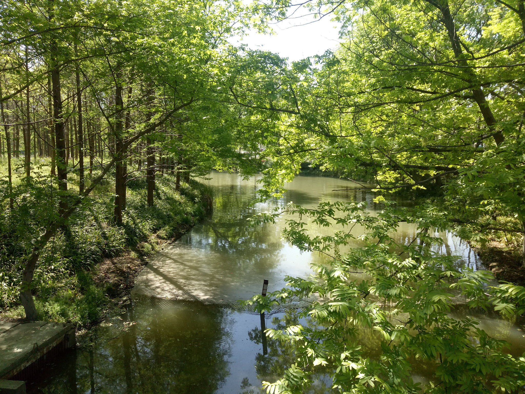 OPPO R9k sample photo. Creek in green photography