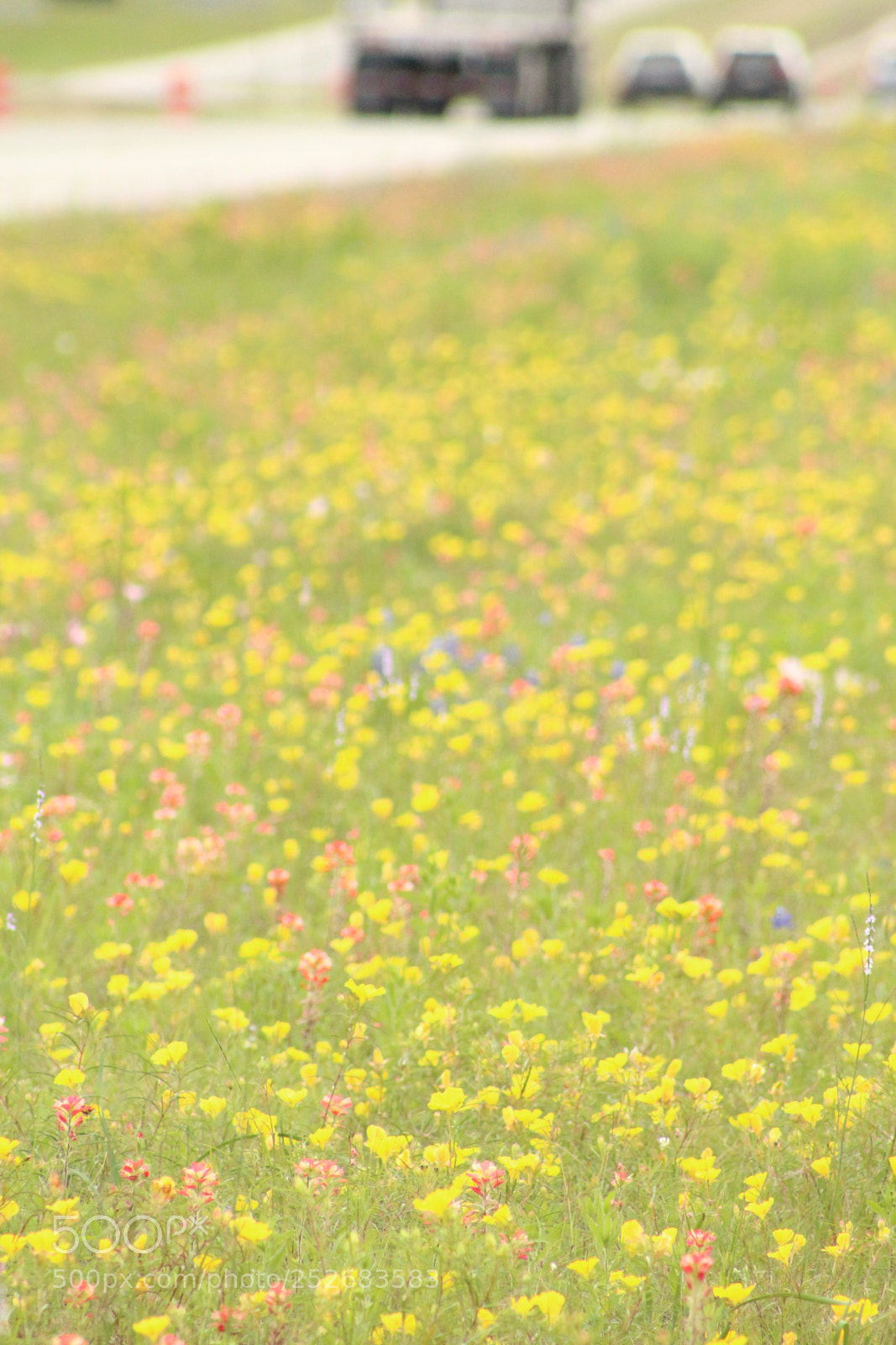 Canon EOS 1300D (EOS Rebel T6 / EOS Kiss X80) sample photo. Nature’s painting photography