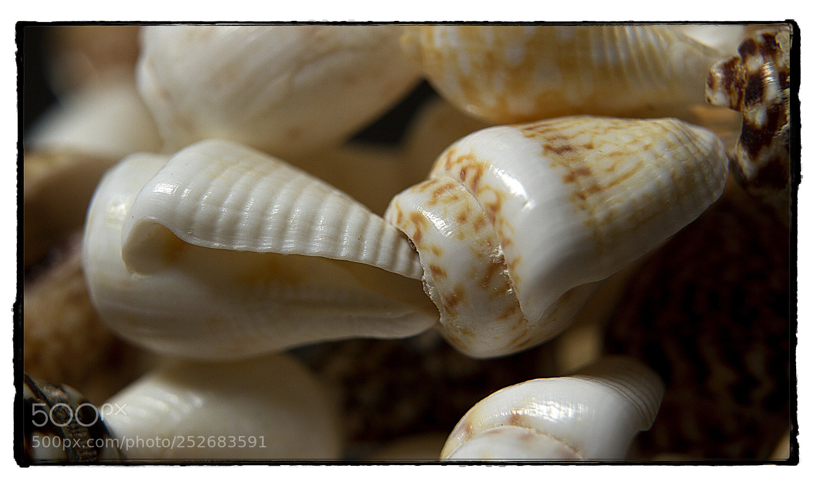Canon EOS 7D sample photo. Pula shells 1. photography