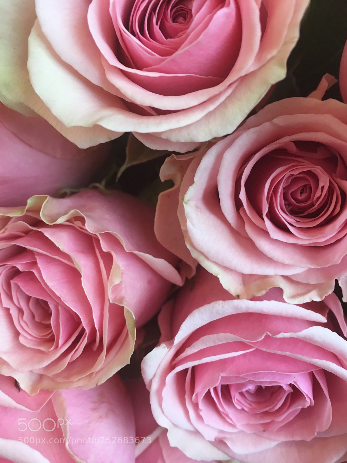 Apple iPhone 6s sample photo. Roses photography
