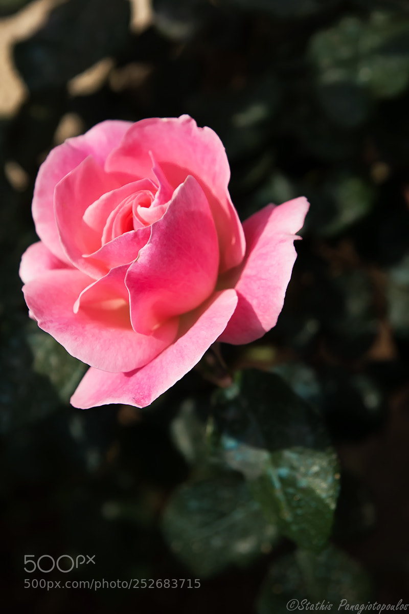 Sony SLT-A77 sample photo. Red rose photography
