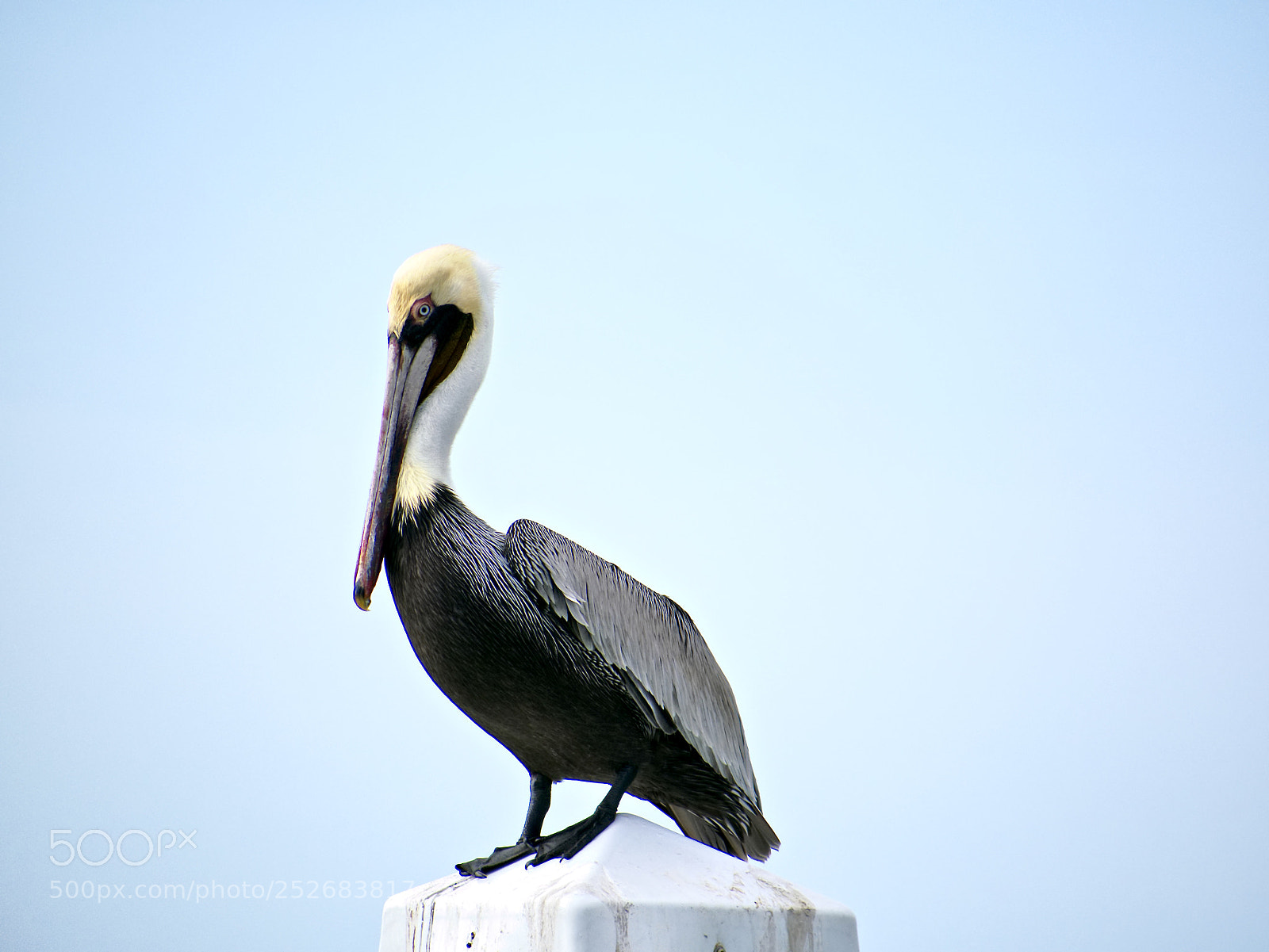 Panasonic Lumix DMC-G85 (Lumix DMC-G80) sample photo. The pelican photography