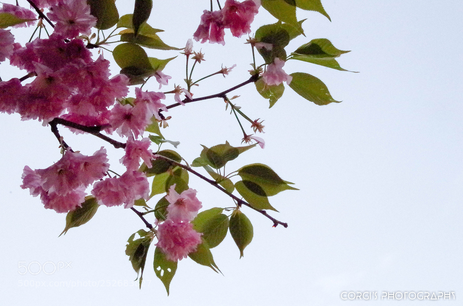 Pentax K-30 sample photo. Imgp photography