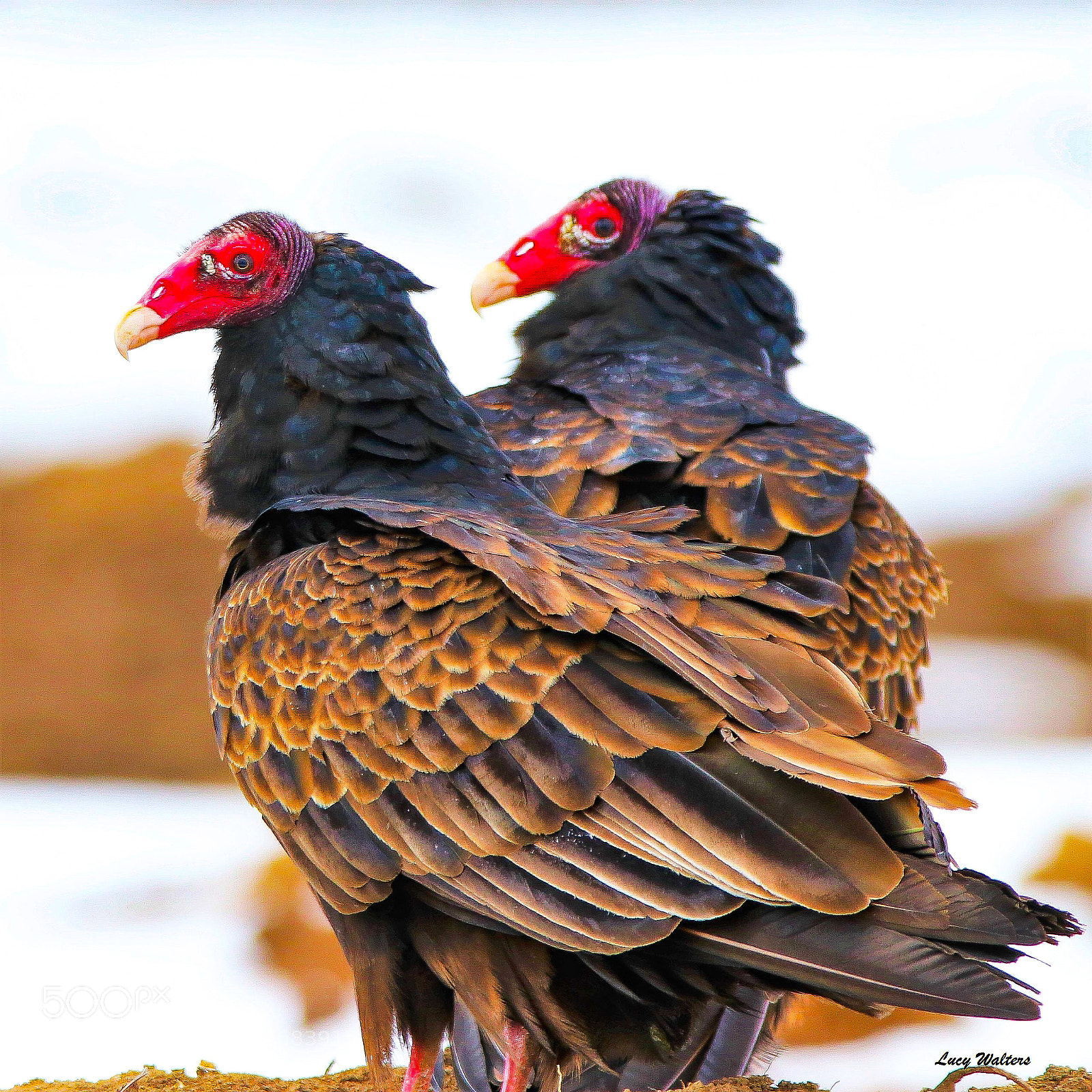 Canon EOS 80D sample photo. Vulture mates photography