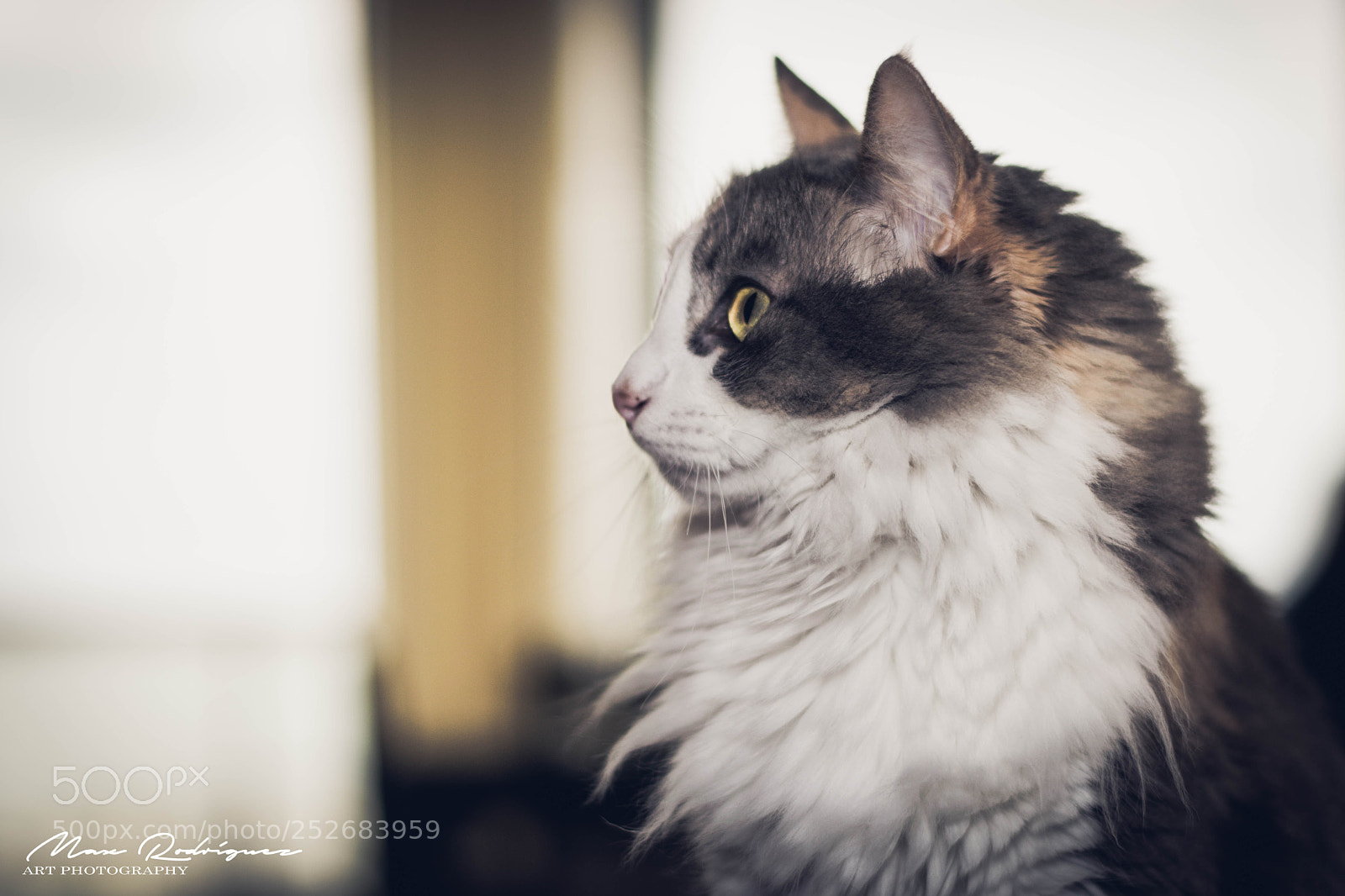Nikon D3300 sample photo. Vintage portrait photography