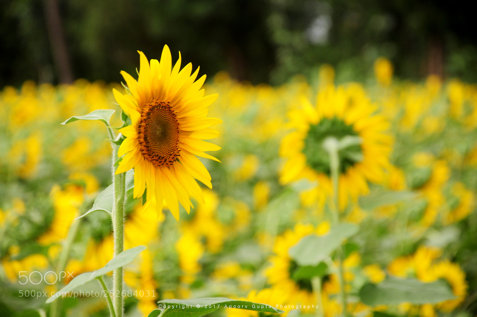 Nikon D90 sample photo. Sunflower photography