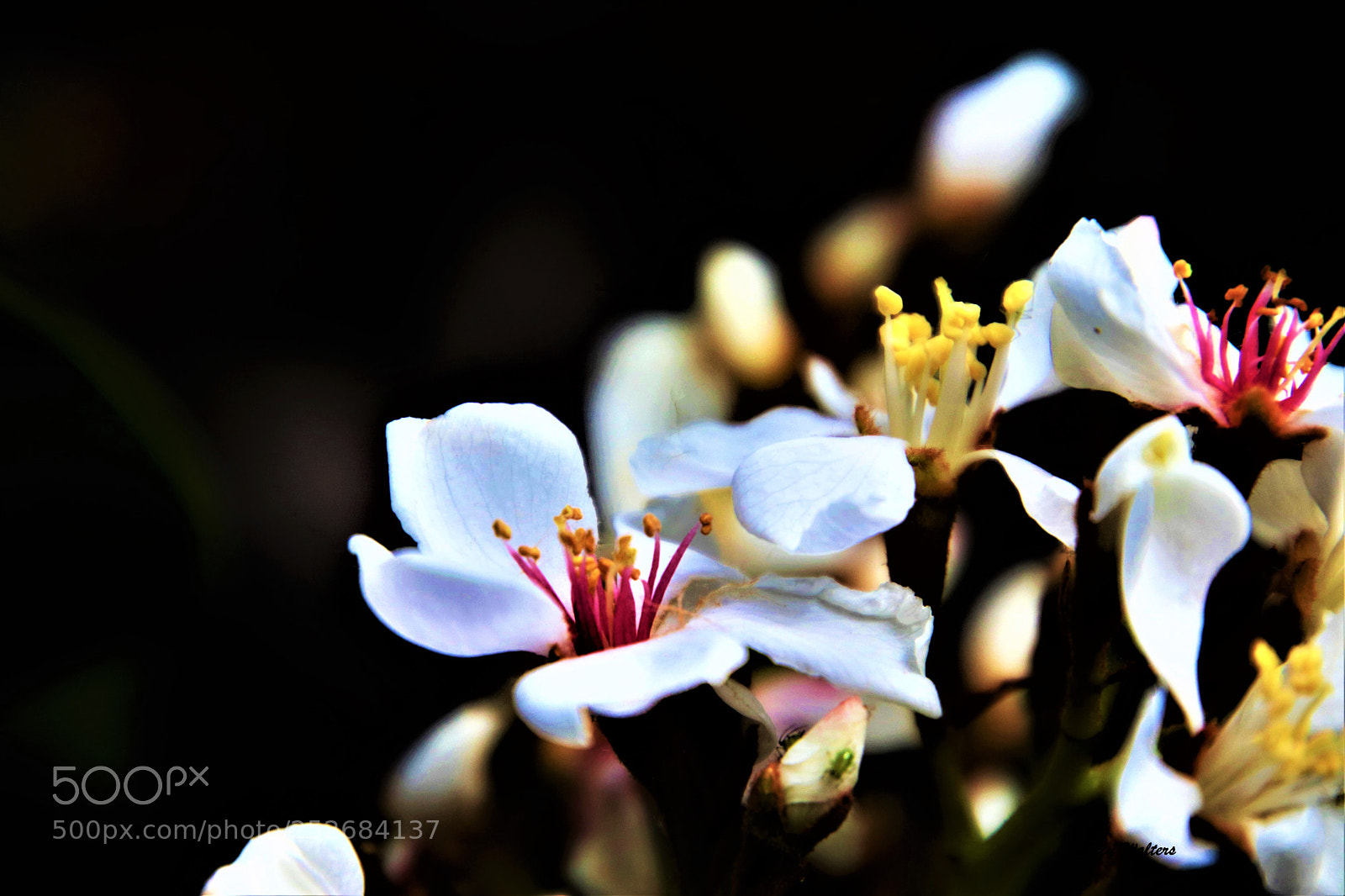 Canon EOS 80D sample photo. Flora photography