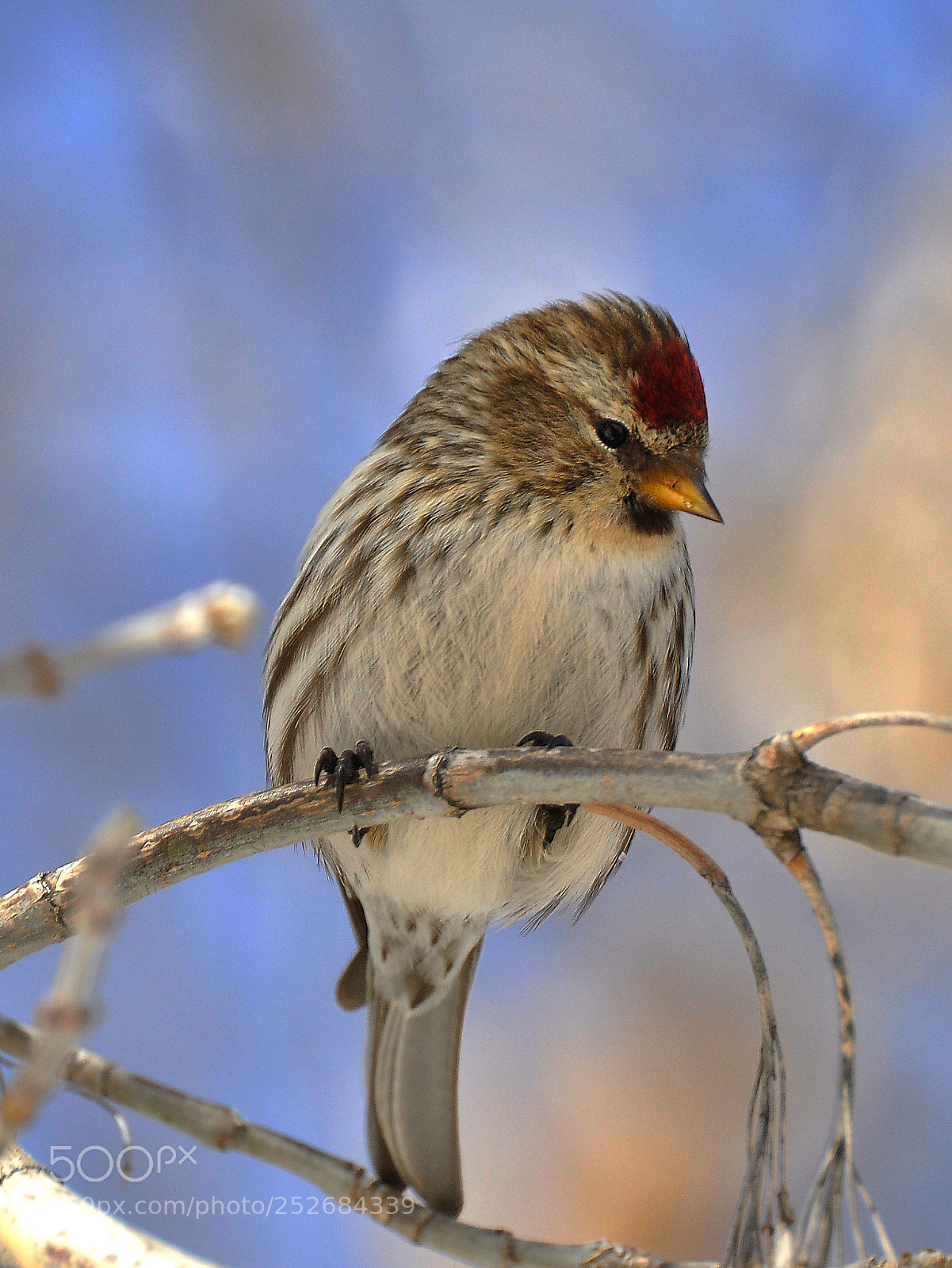 Nikon D90 sample photo. Redpoll  photography