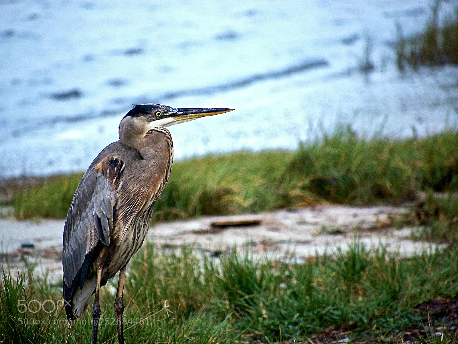 Panasonic Lumix DMC-G85 (Lumix DMC-G80) sample photo. Heron at war veterans photography