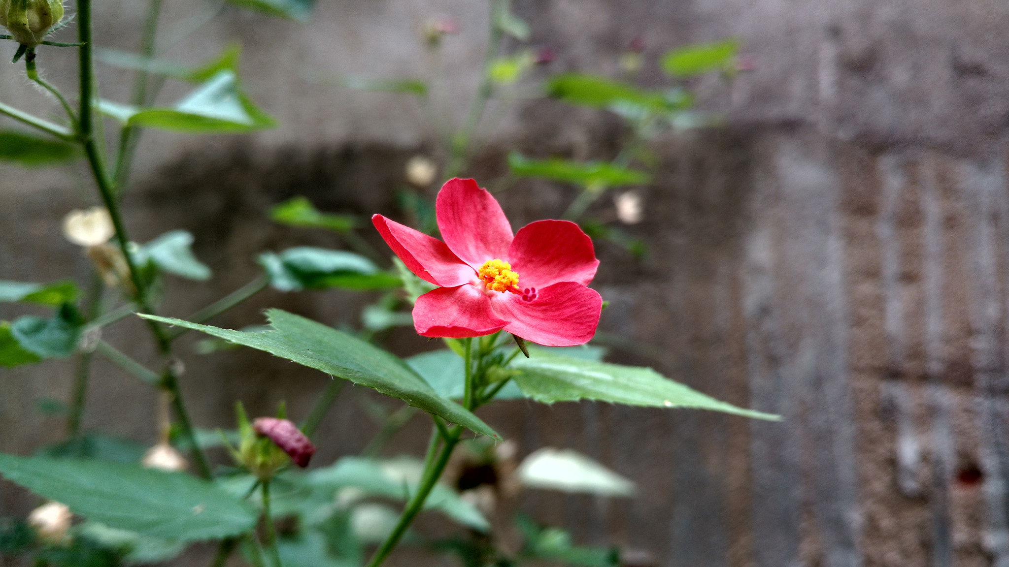 Motorola Moto X Play sample photo. Flower photography