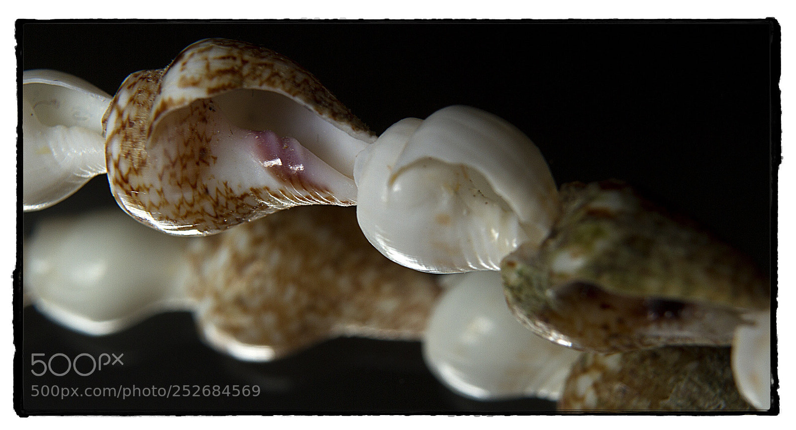 Canon EOS 7D sample photo. Puka shells 2. photography
