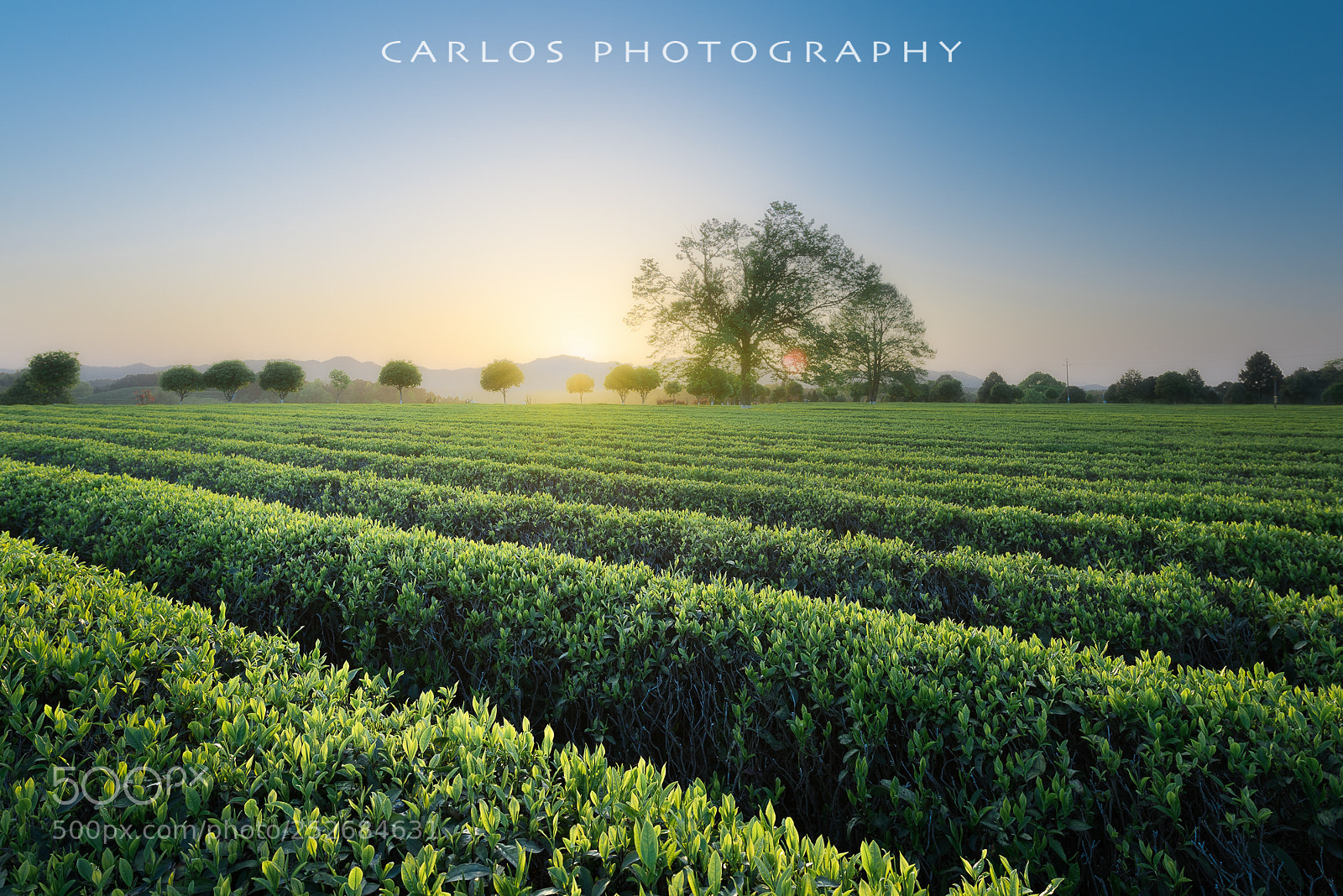 Nikon D810 sample photo. Tea plantation sunset photography