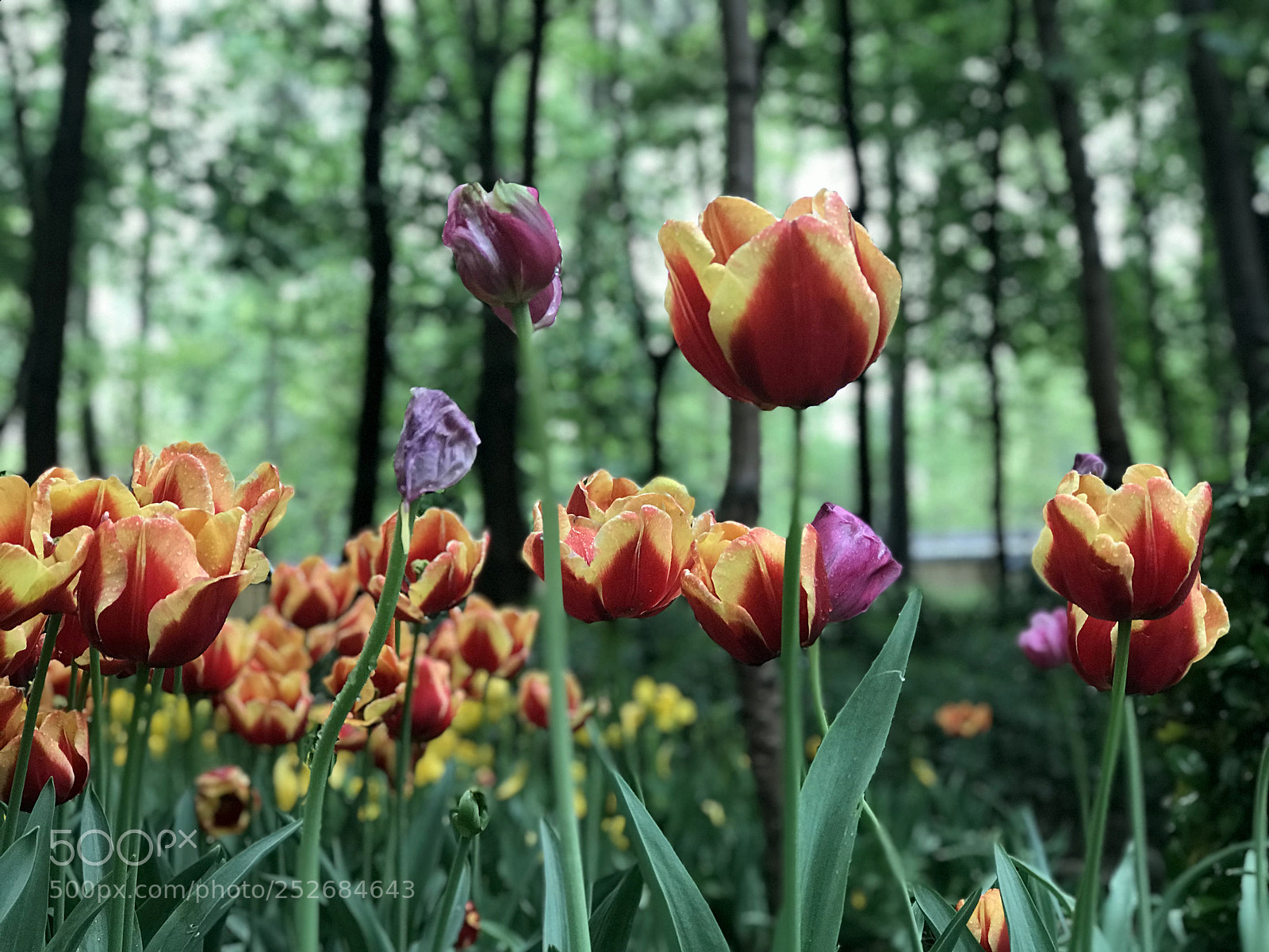 Apple iPhone 7 Plus sample photo. Tulips photography