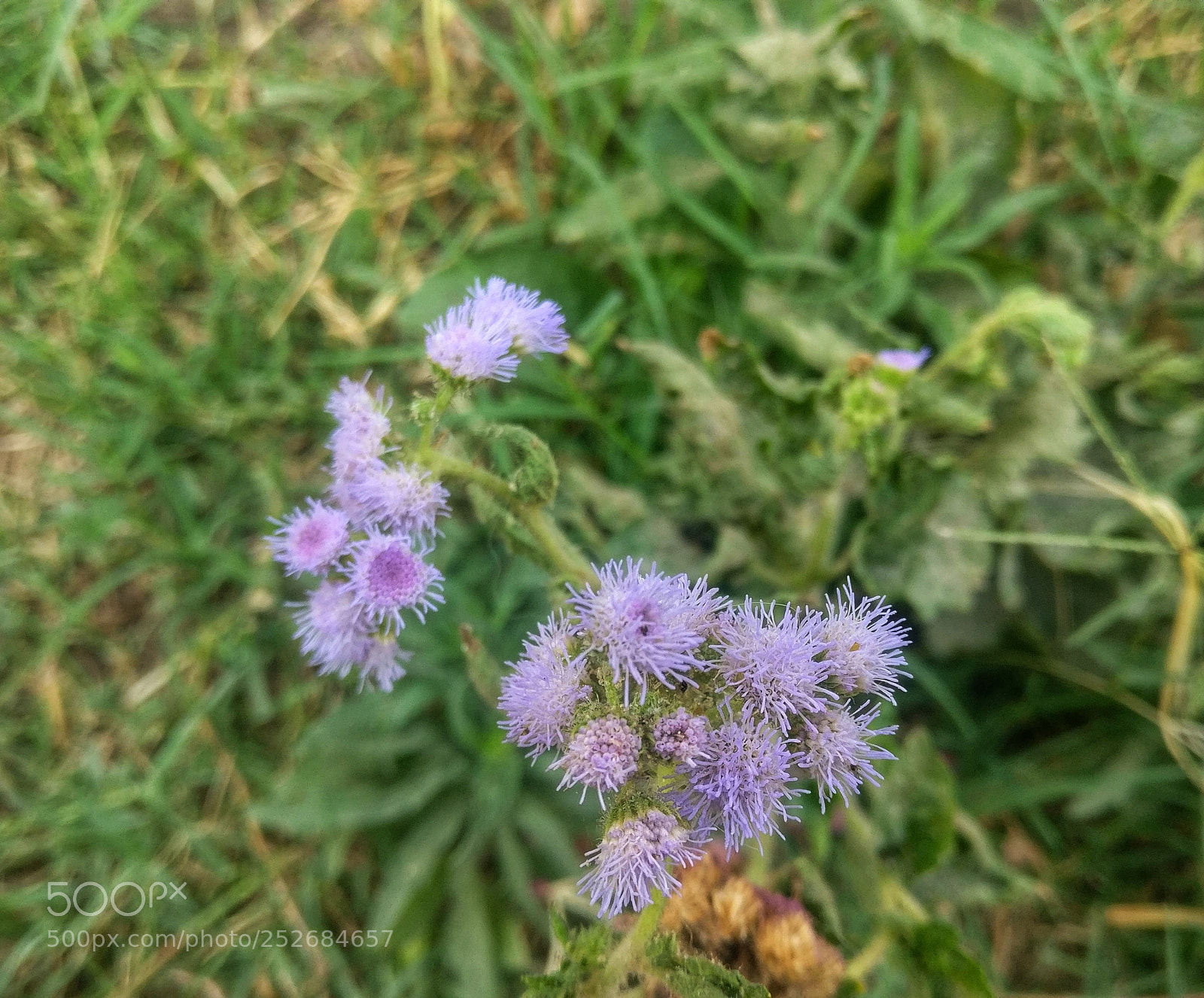 OnePlus A3003 sample photo. Wild flowers photography
