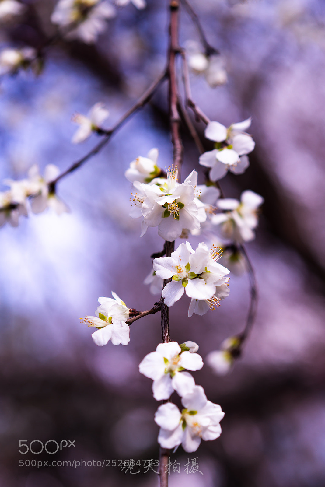 Sony a7R III sample photo. 天晴了   花开了 photography
