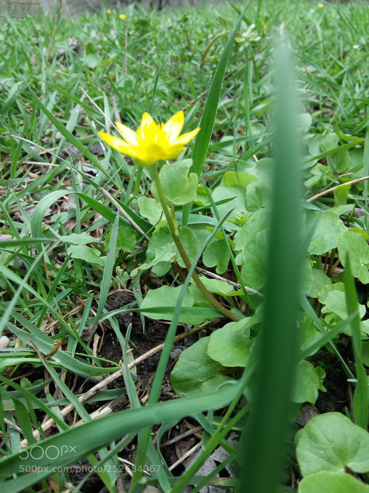 Samsung Galaxy A5 sample photo. Untitled photography