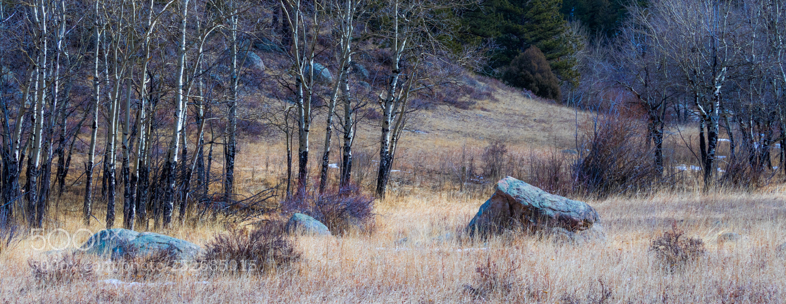 Canon EOS 80D sample photo. Winter grasses photography