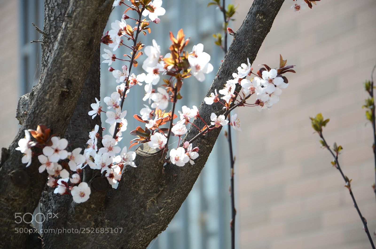 Nikon D7000 sample photo. Untitled photography