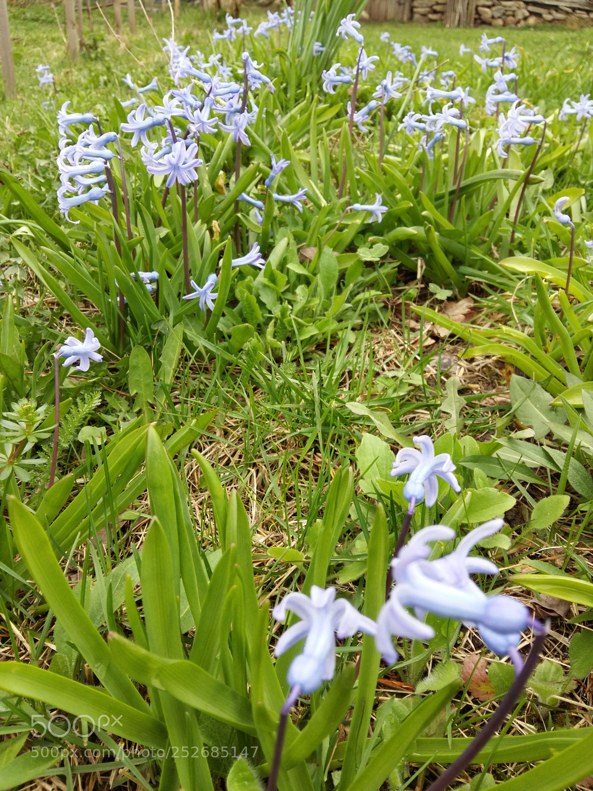 Samsung Galaxy A5 sample photo. Untitled photography