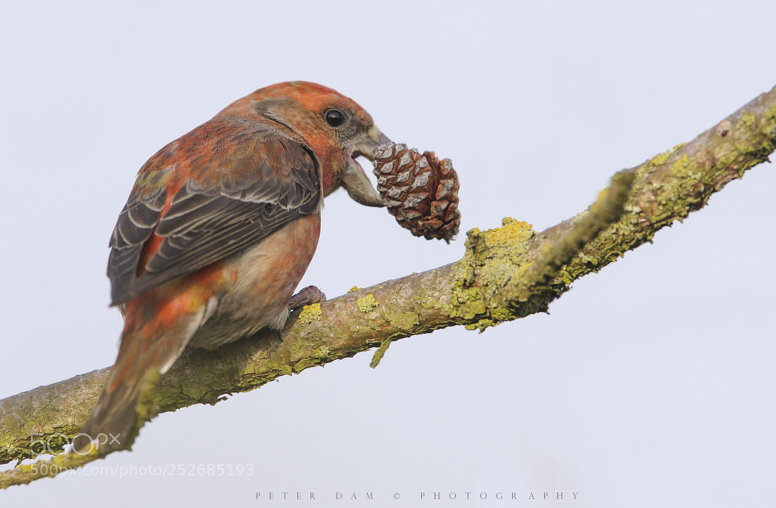 Canon EOS 40D sample photo. Parrot crossbill photography