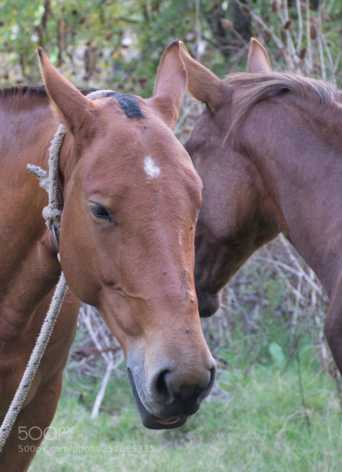 Nikon D7200 sample photo. Dulce mirada photography