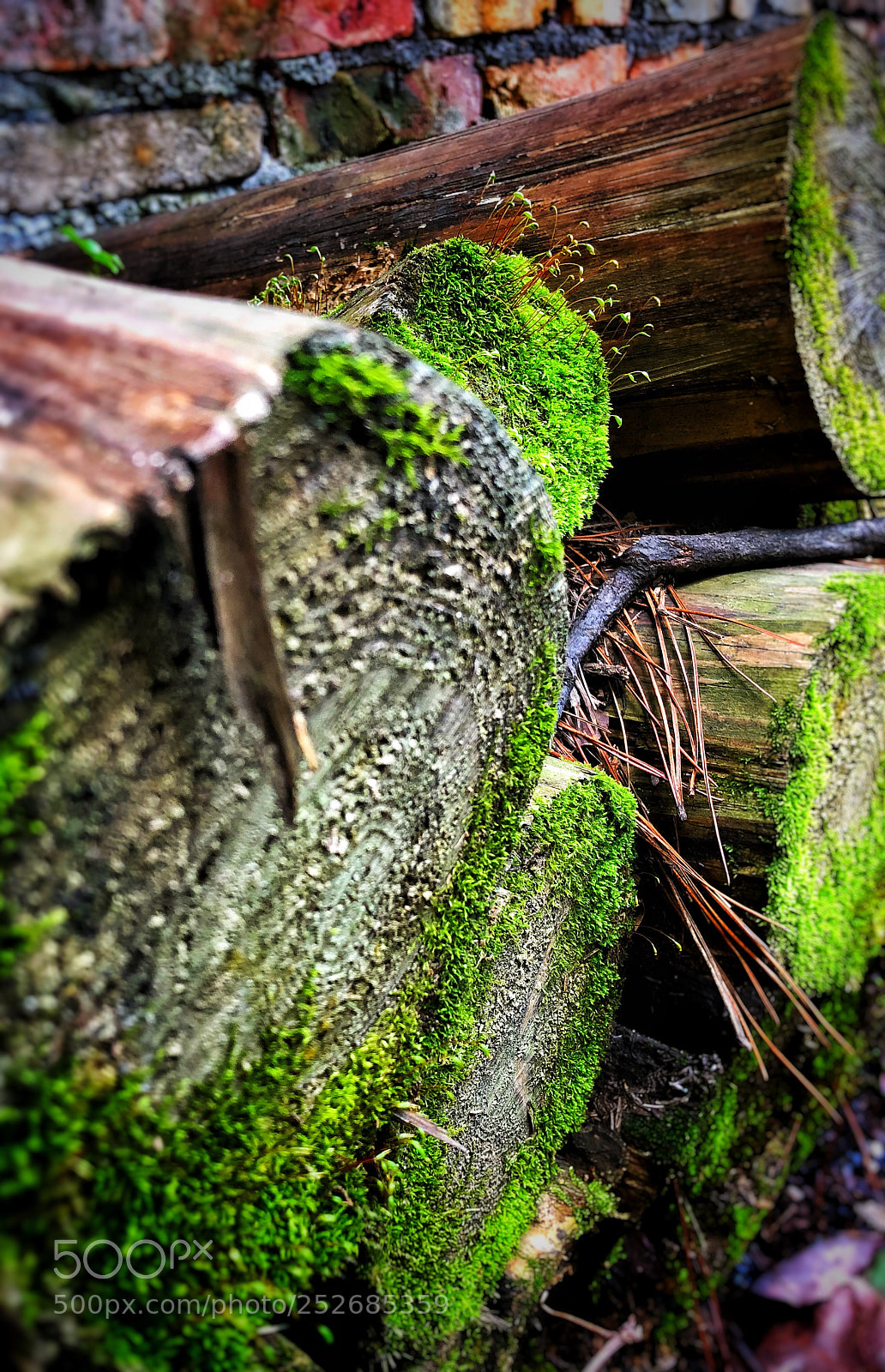 Apple iPhone X sample photo. 随喜 photography