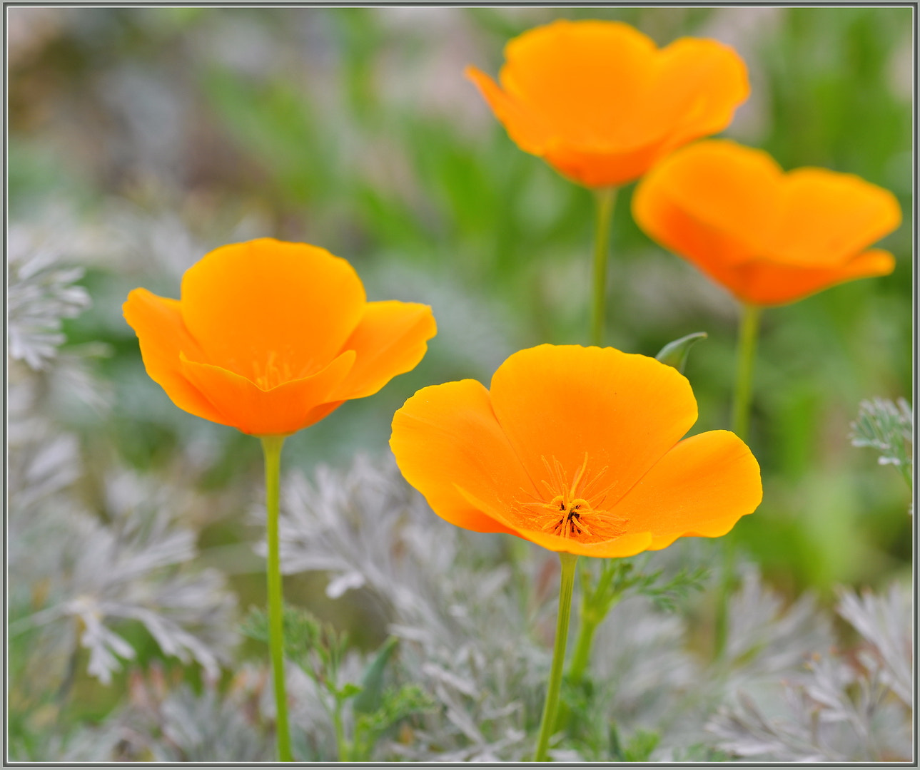 Nikon D850 sample photo. Poppies are awesome! photography