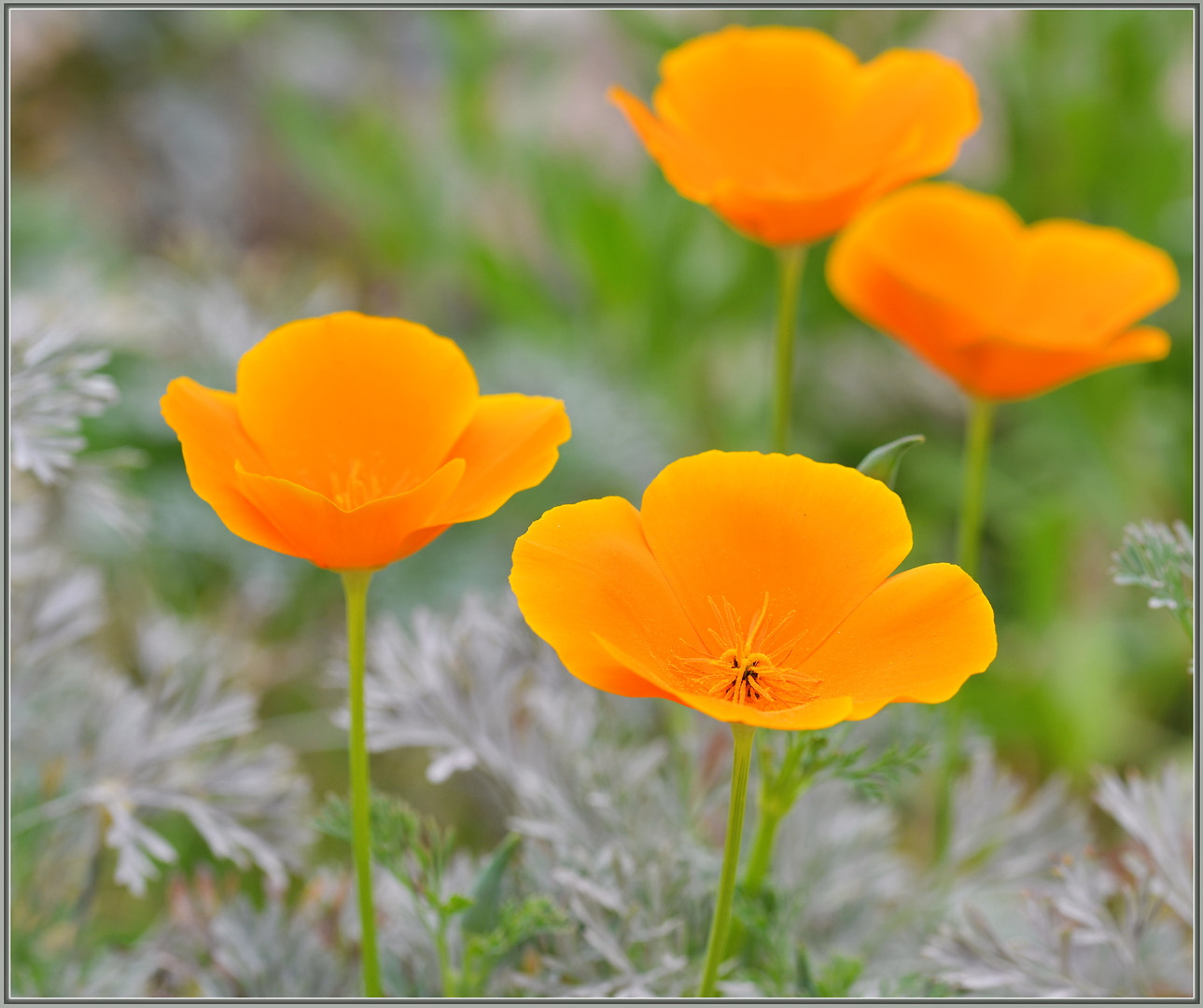 Sigma 105mm F2.8 EX DG OS HSM sample photo. Poppies are awesome! photography