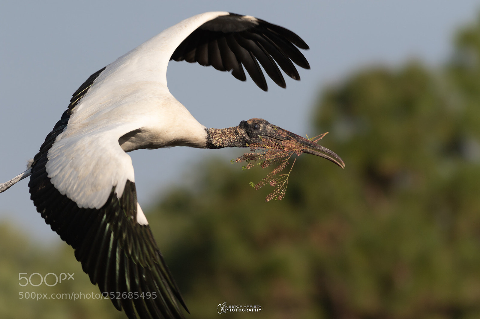 Canon EOS 7D Mark II sample photo. Stork photography