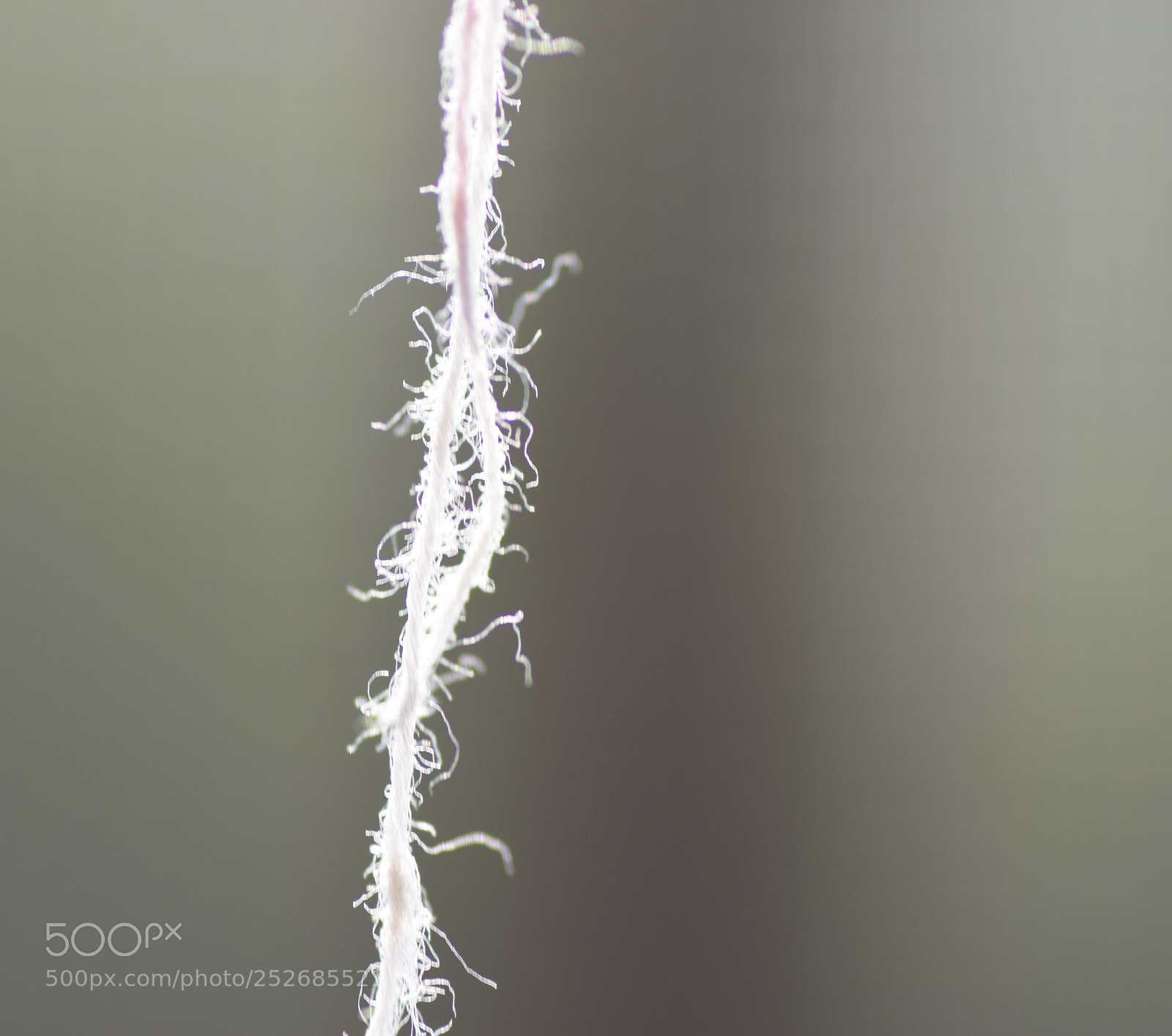 Nikon D7200 sample photo. Macro photography
