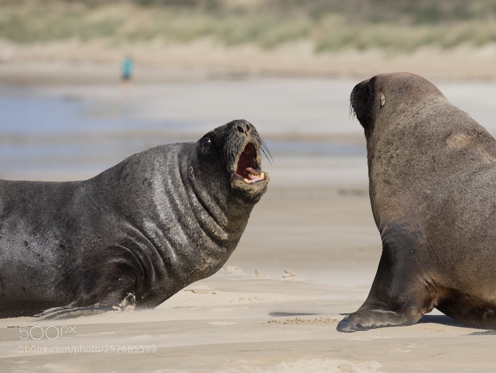 Canon EOS 5D Mark IV sample photo. A sea lion's greeting photography