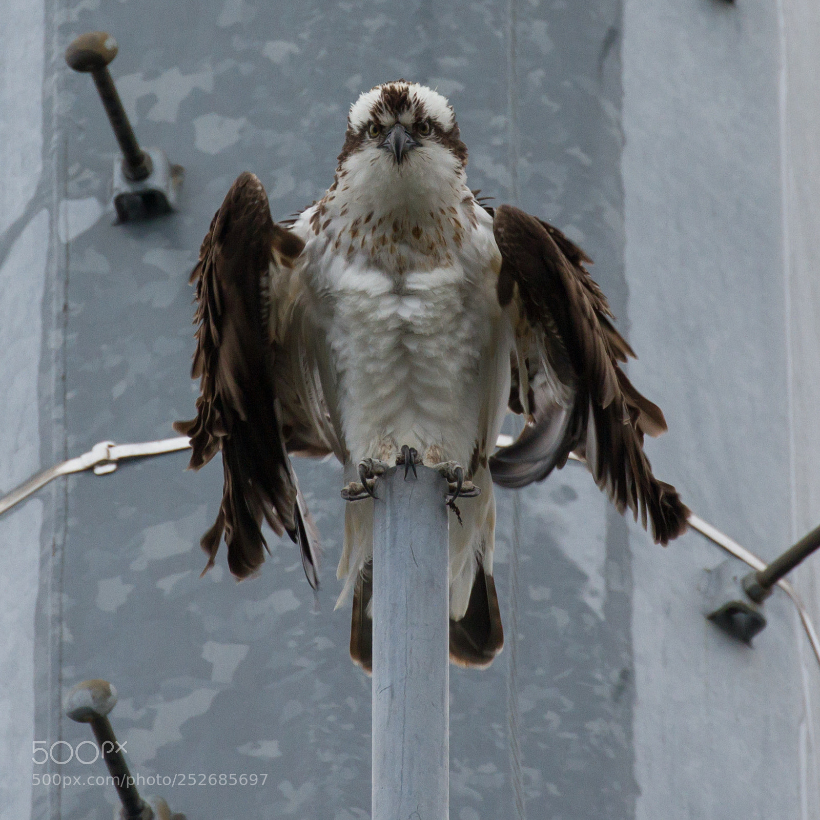 Canon EOS 7D sample photo. Osprey photography