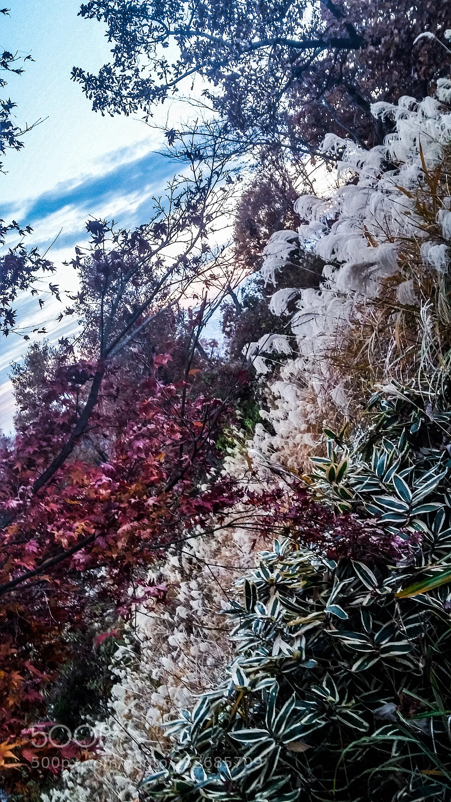 LG G3 sample photo. Beauty of autumn 2 photography