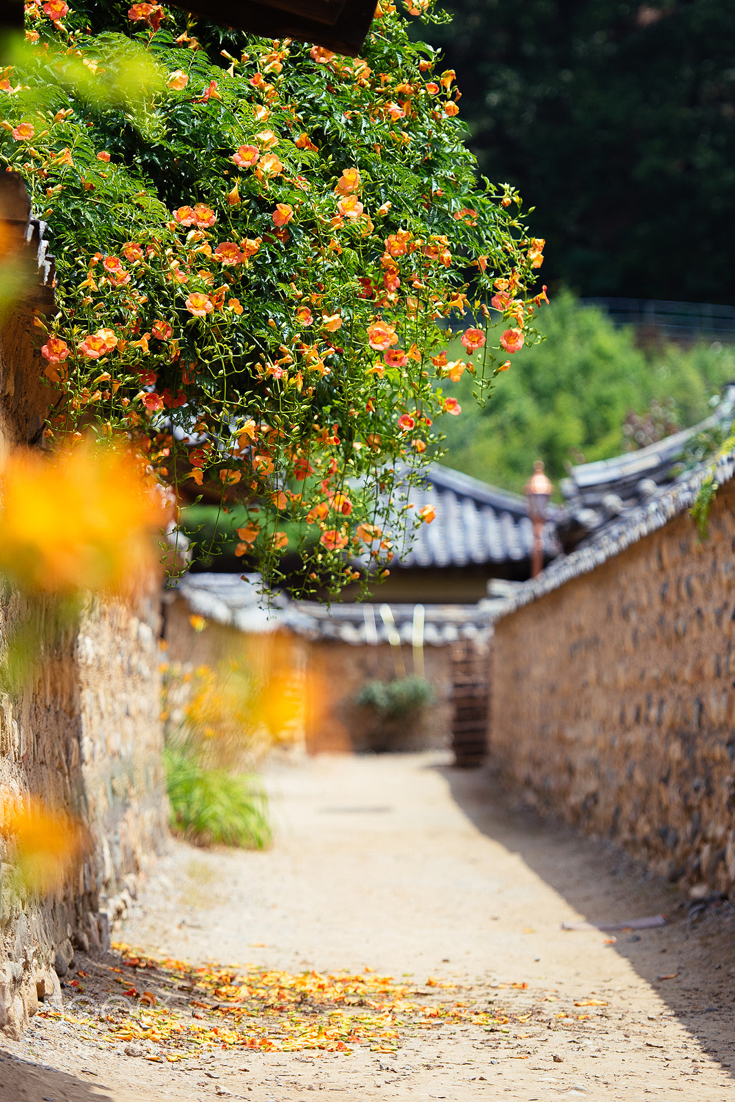Nikon D810 sample photo. Flowering alley photography