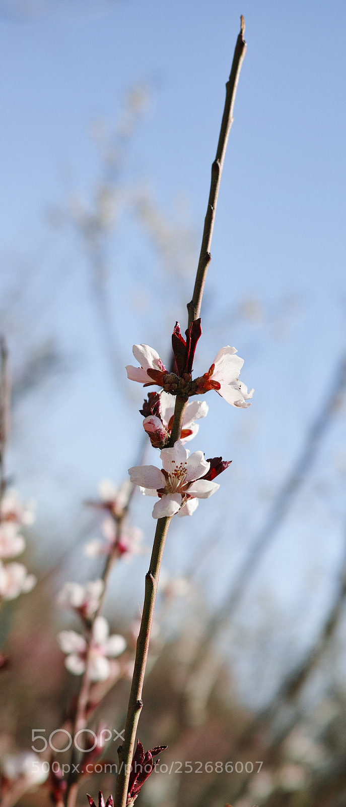 Sigma dp2 Quattro sample photo. Flower photography