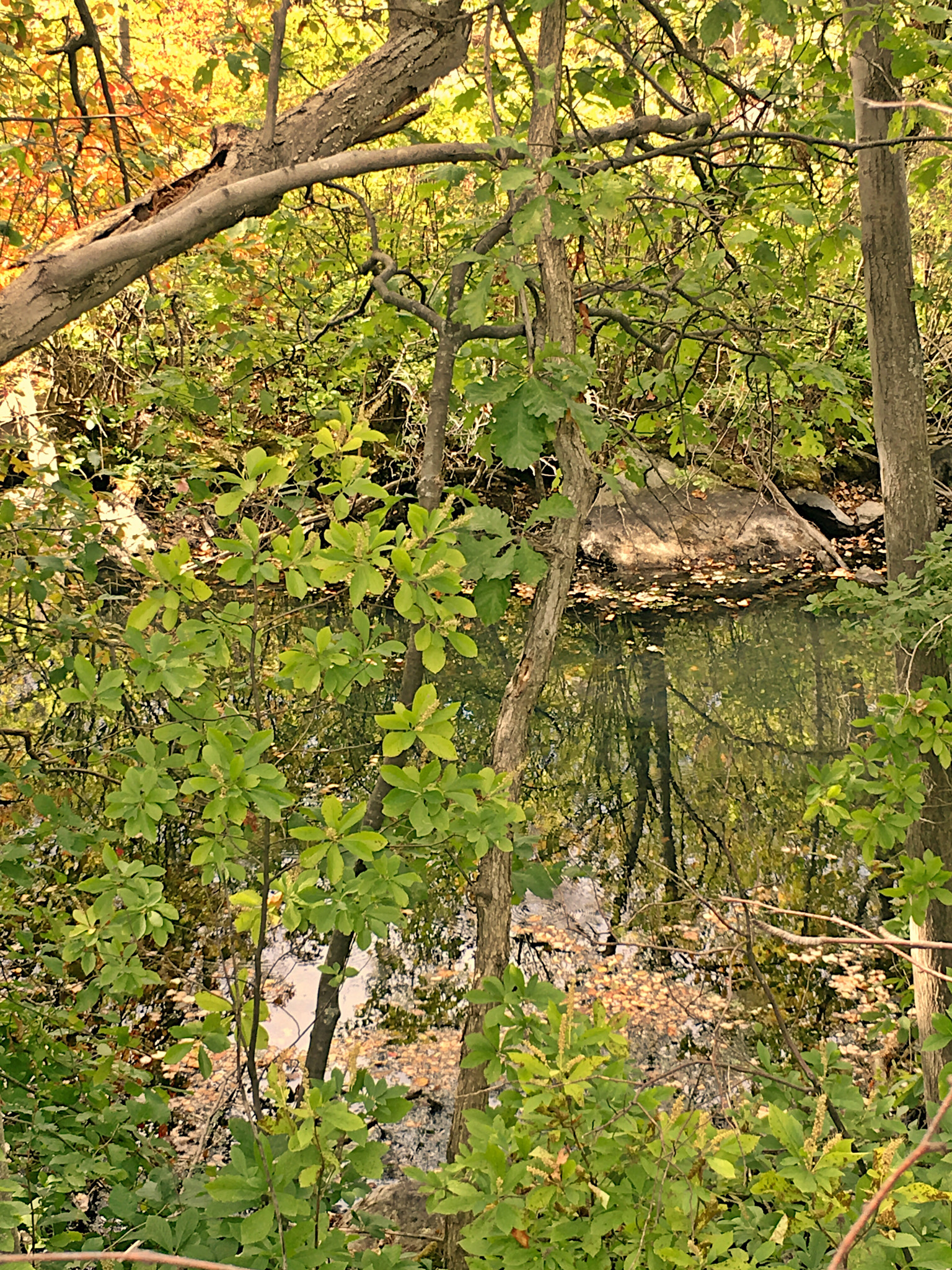 Apple iPhone8,1 sample photo. Nature's reflection photography