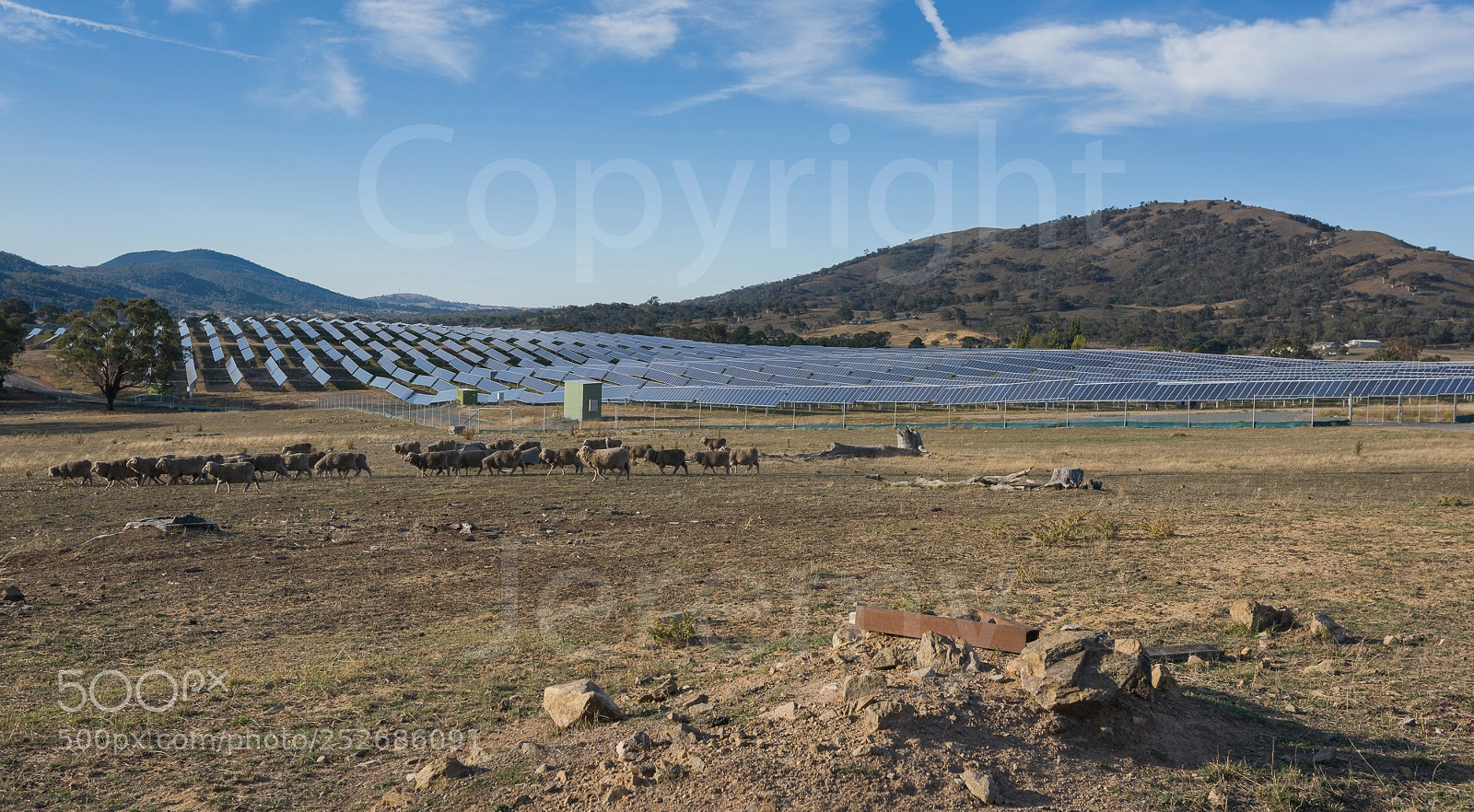 Nikon D810 sample photo. Sheep power photography