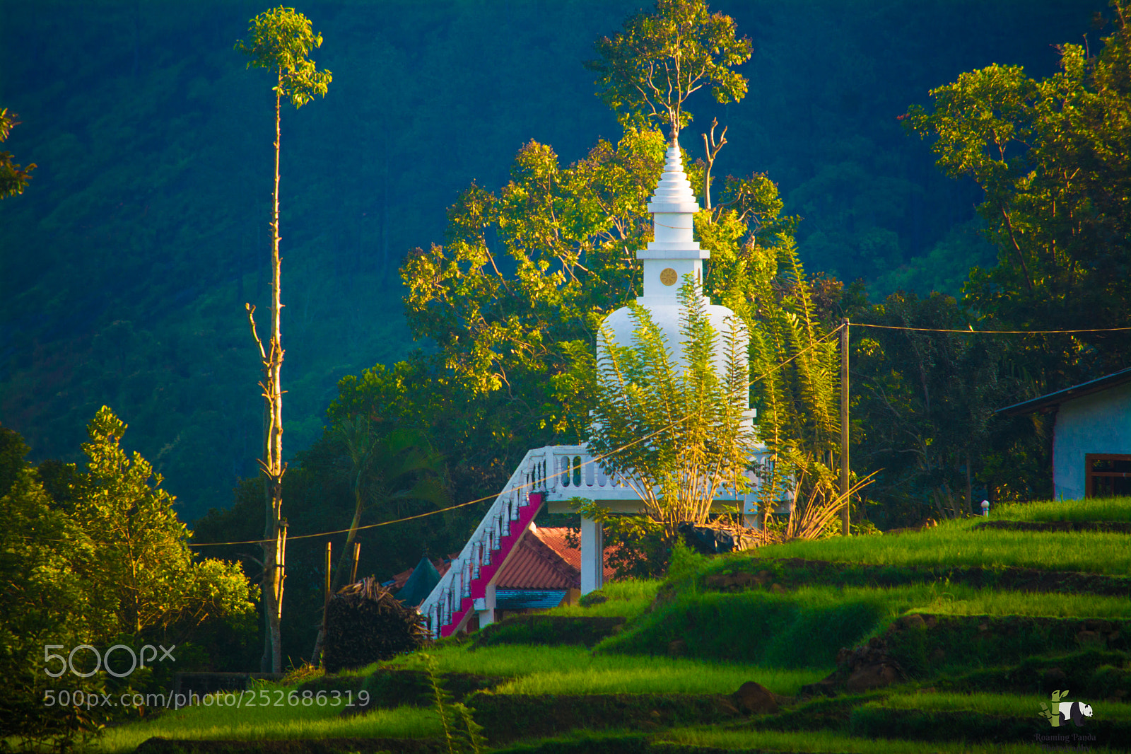Nikon D7100 sample photo. Temple upon paddy fields photography
