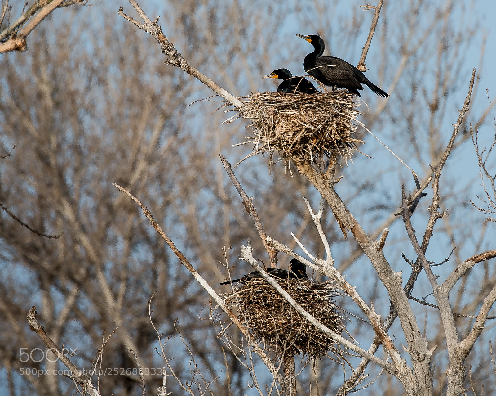 Nikon D810 sample photo. Cormorant sunrise -2 photography