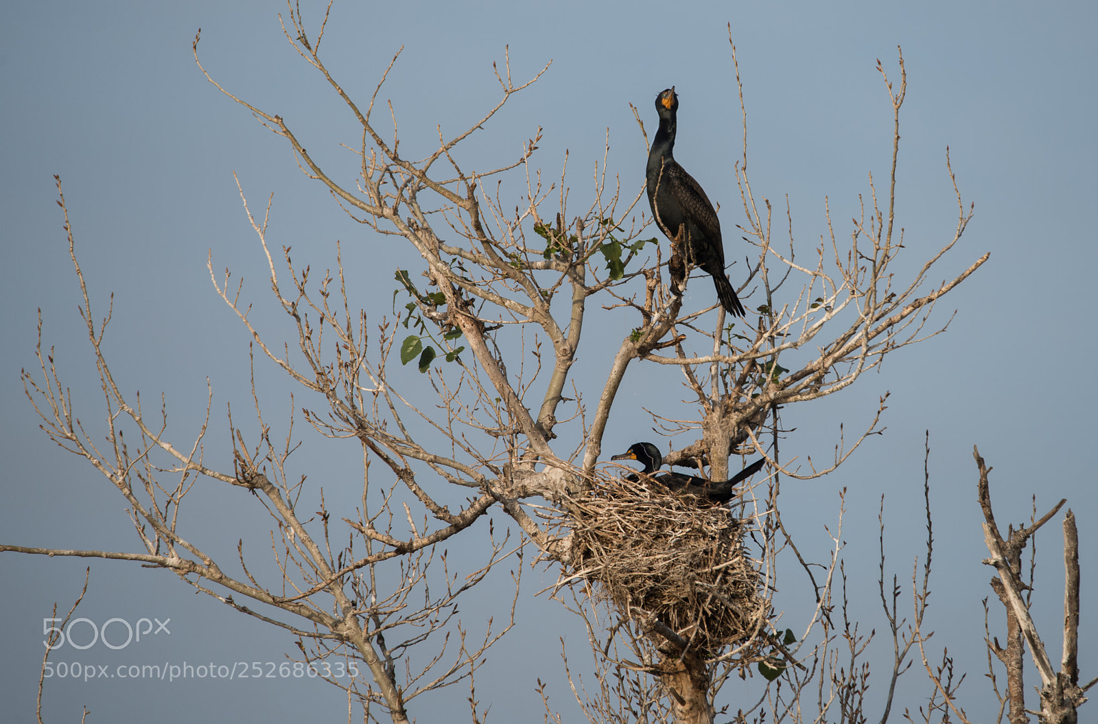 Nikon D810 sample photo. Cormorant sunrise -1 photography