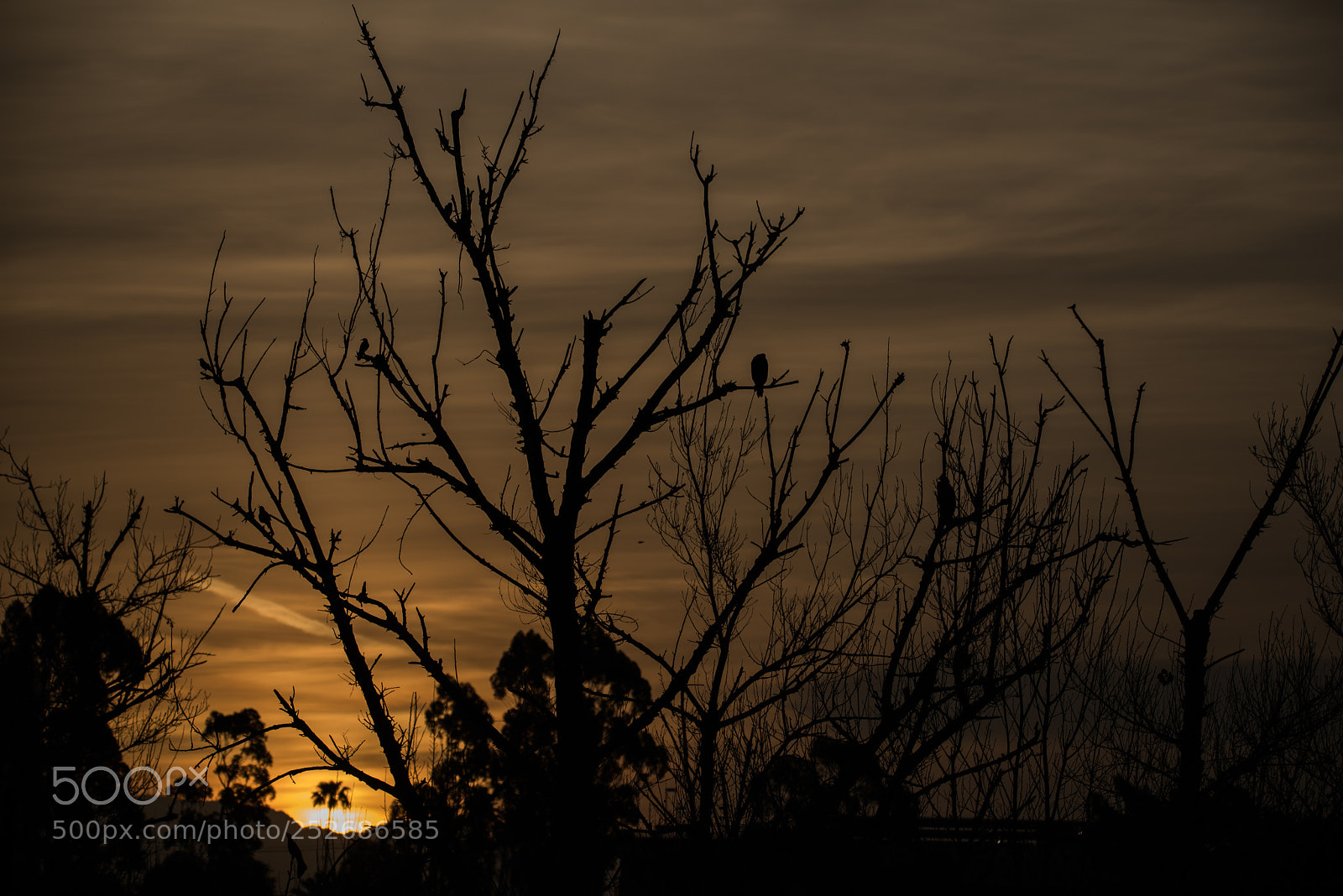 Nikon D810 sample photo. Cormorant sunrise -3 photography