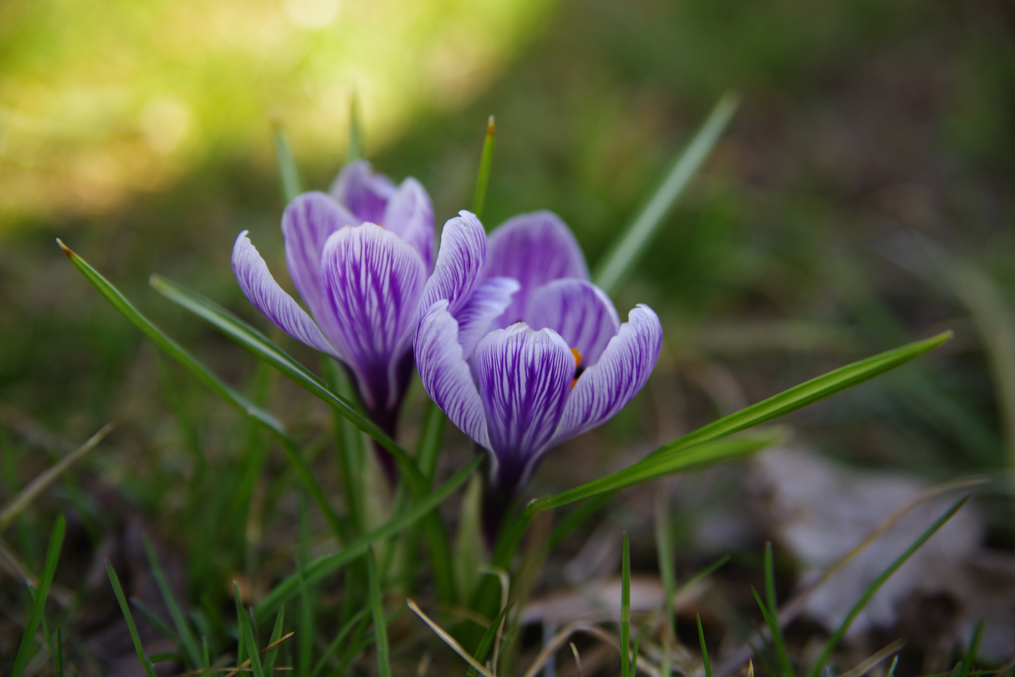 Pentax K-1 sample photo. Crocus photography