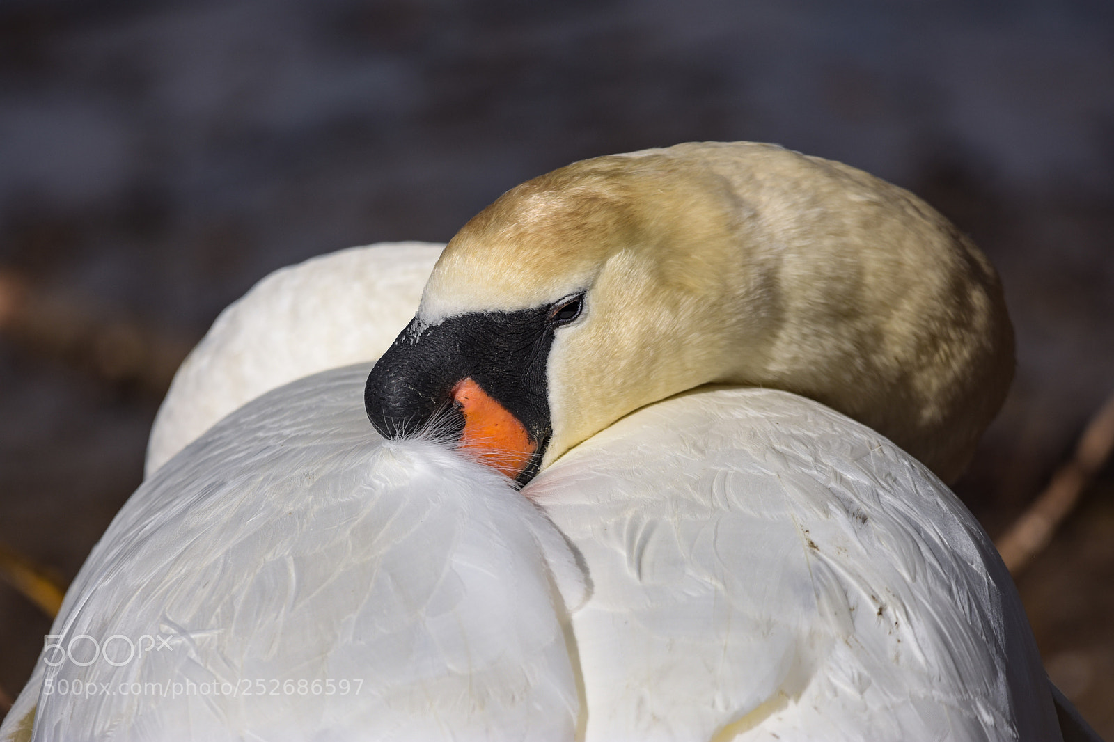 Nikon D7200 sample photo. 'mute swan cygnus olor photography