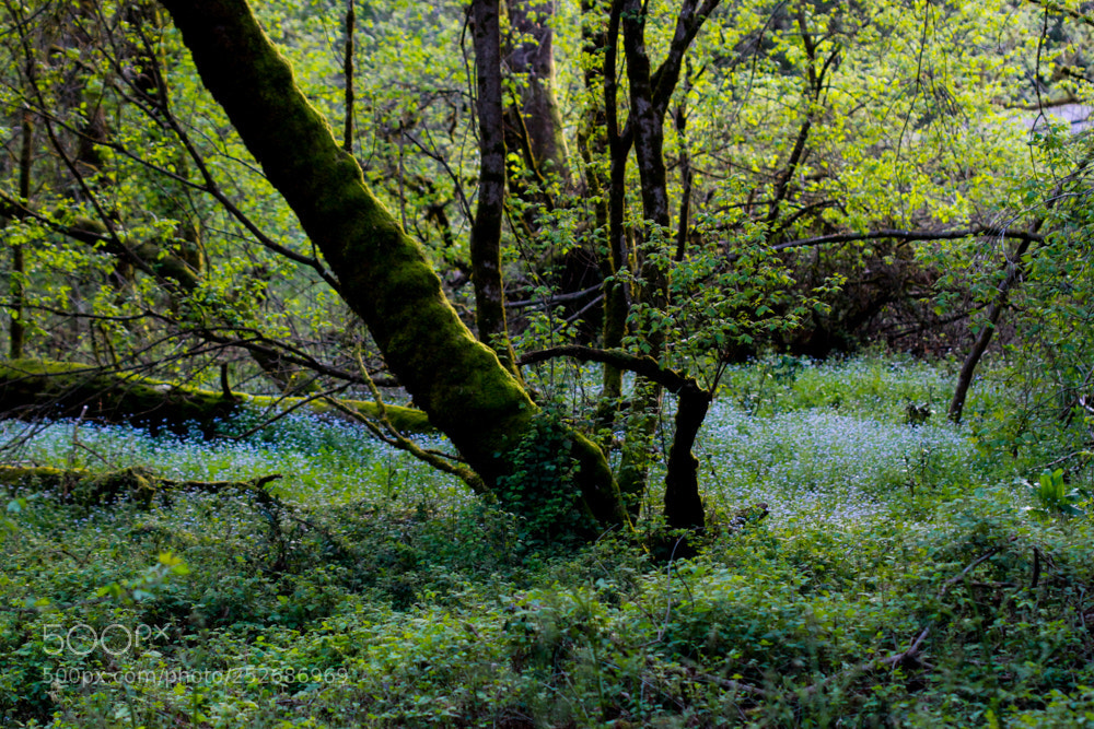 Canon EOS 7D sample photo. A forest of forget photography