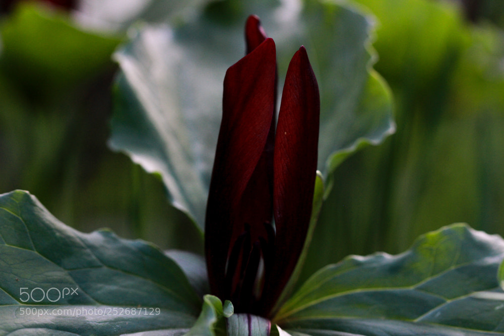 Canon EOS 7D sample photo. Giant trillium in glory photography
